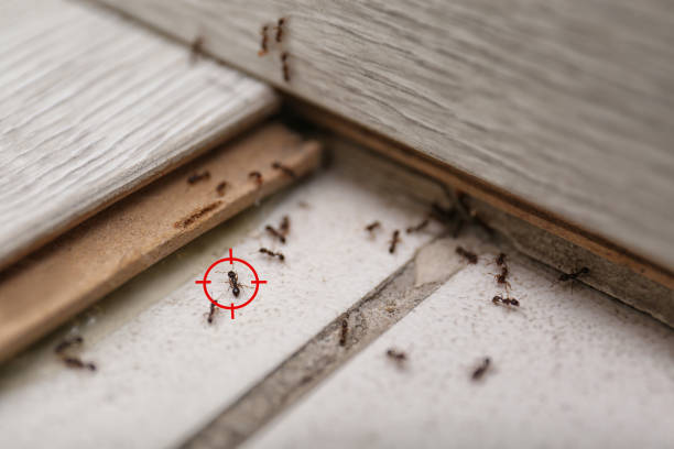 Best Local Pest Control Services  in New Baden, IL