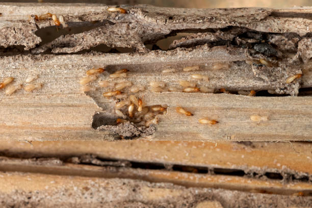 Best Affordable Pest Control Services  in New Baden, IL