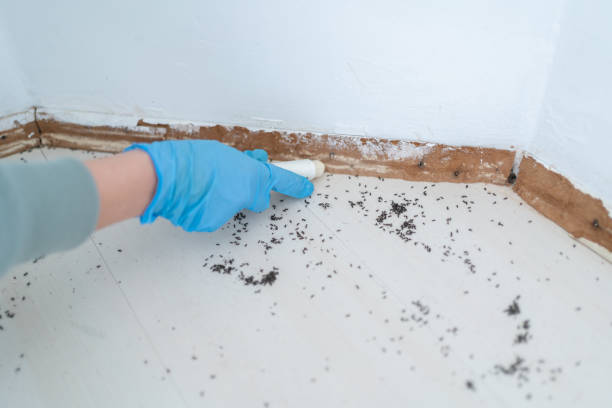 Best Termite Control Services  in New Baden, IL